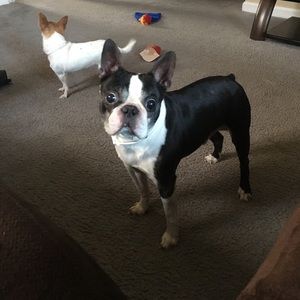 Meet your Posher, Shrain